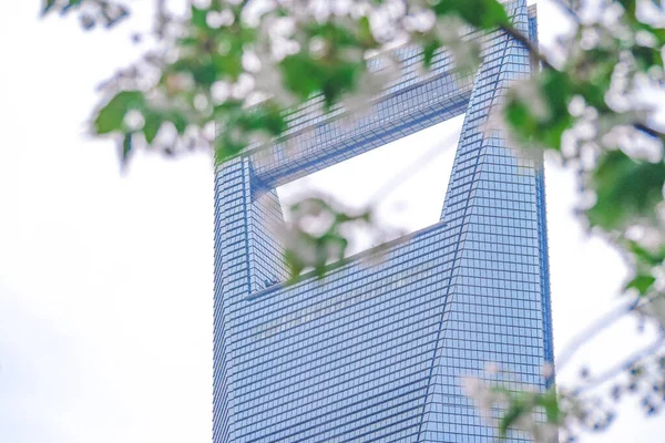 Cherry blossom on the green space of Lujiazui financial center in Shanghai,China