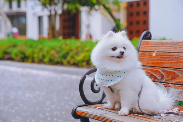 Under the cherry tree, a cute puppy is smiling on the chair