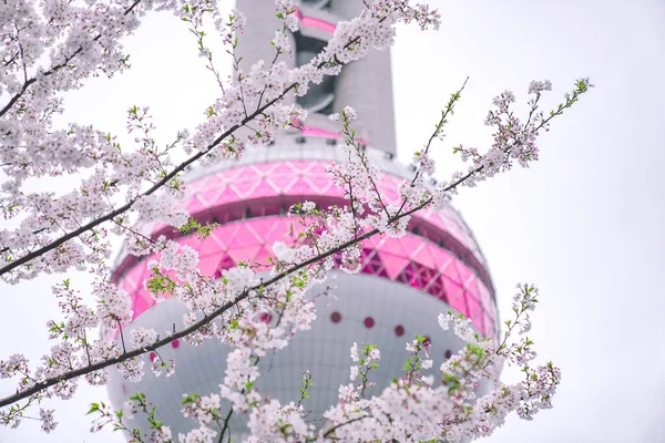 春が来る 上海の東方真珠の前には桜が咲いています ロイヤリティフリーのストック写真
