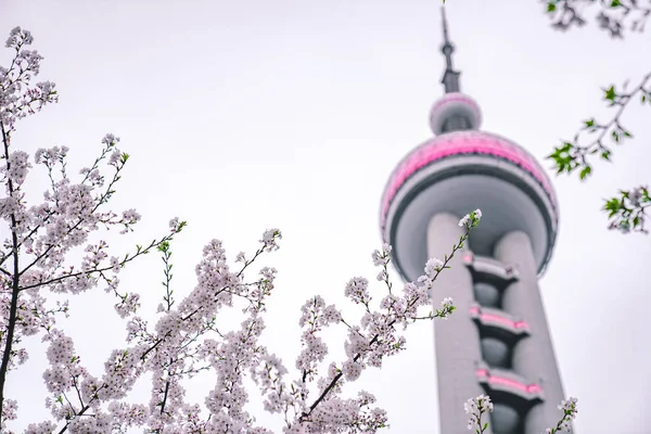 Der Frühling Naht Kirschblüten Blühen Vor Shanghais Oriental Pearl Stockbild