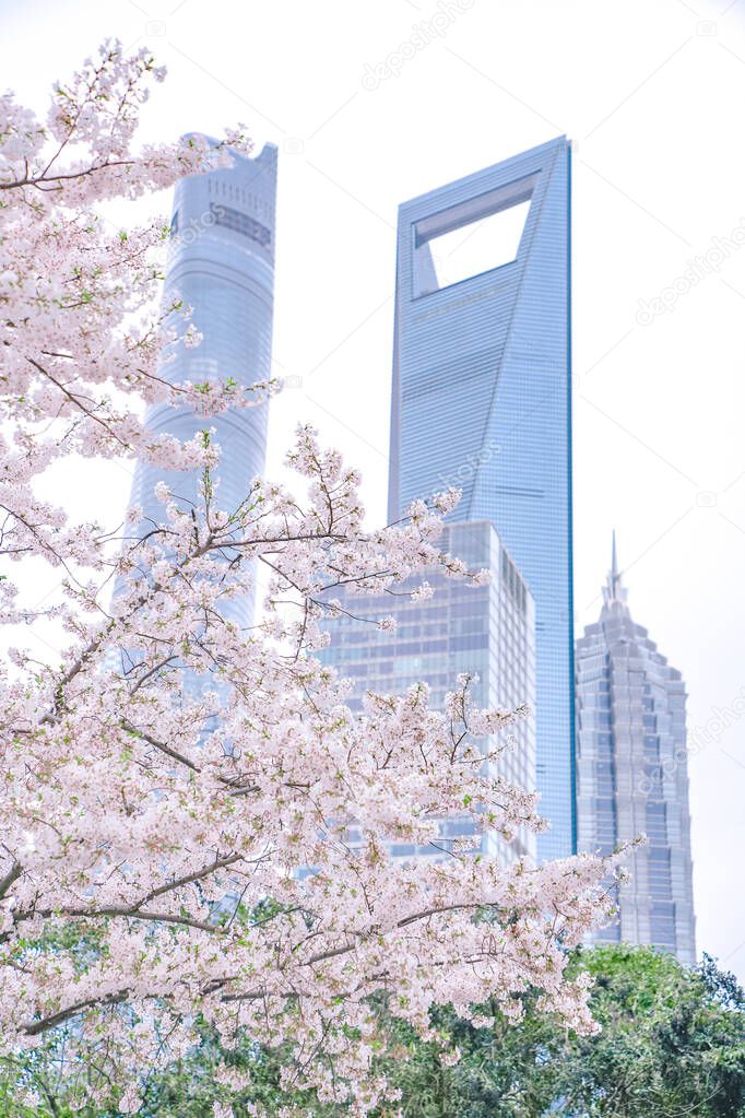 Cherry blossom on the green space of Lujiazui financial center in Shanghai,China