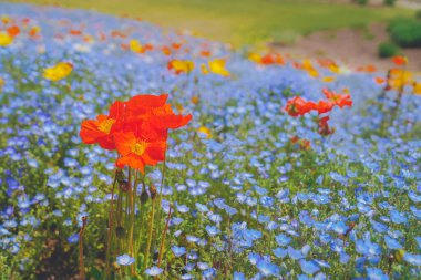 Tepenin yamacındaki mavi çiçekler bebek mavisi gözlerdir