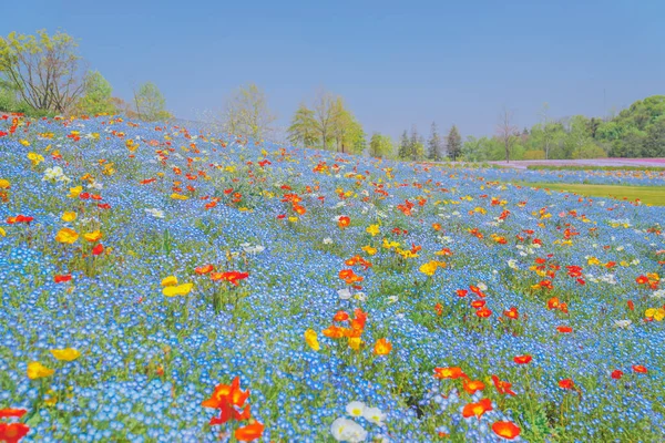 Flores Azuis Encosta Springhey São Bebê Olhos Azuis — Fotografia de Stock