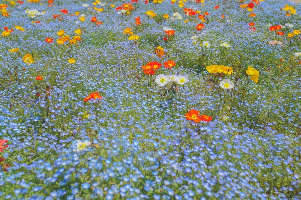 Flores Azuis Encosta Springhey São Bebê Olhos Azuis Fotos De Bancos De Imagens