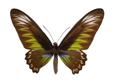 Kelebek Trogonoptera brookiana beyaz arka planda izole edildi