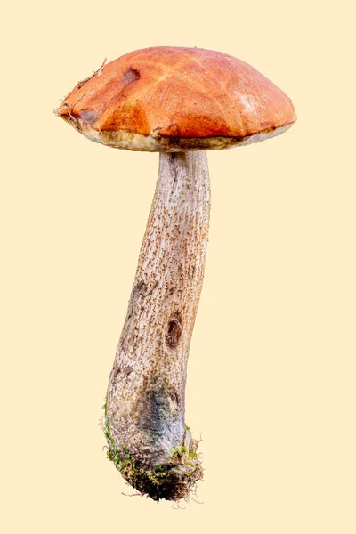 Beautiful Mushroom Leccinum Scabrum Beige Background — Stock Photo, Image