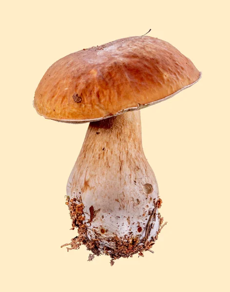 Hermoso Hongo Boletus Edulis Sobre Fondo Beige —  Fotos de Stock