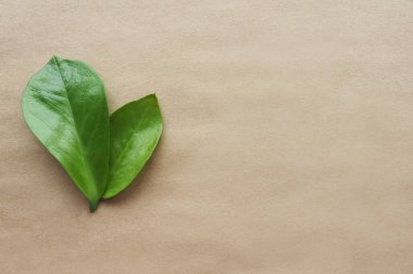 El işi kağıdında iki koyu yeşil parlak çarşaf. Düz düzen, üst görünüm, metin için boşluk.