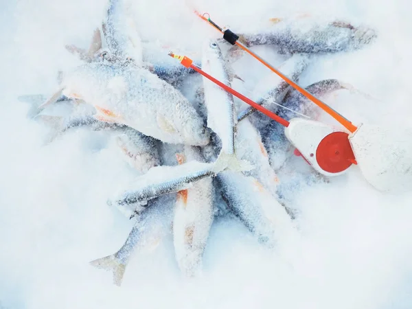 Karda donmuş nehir balığı ve kış balıkçılığı için iki olta.