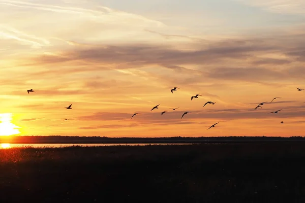 Рассвет Озере Летом Солнечные Лучи Силуэты Летающих Птиц Прекрасные Облака — стоковое фото