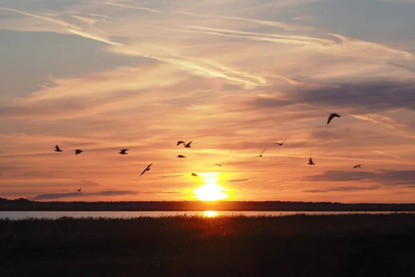 Dawn on the lake in the summer. Sun rays, silhouettes of flying birds and beautiful clouds