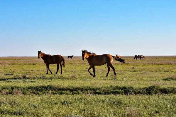 一群马在草原上吃草 — 图库照片