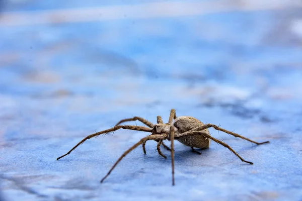 Gran Araña Miedo Sienta Baldosas Cerámica — Foto de Stock