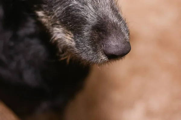 beautiful dog nose close up