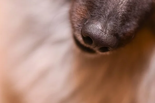beautiful dog nose close-up. keeshond