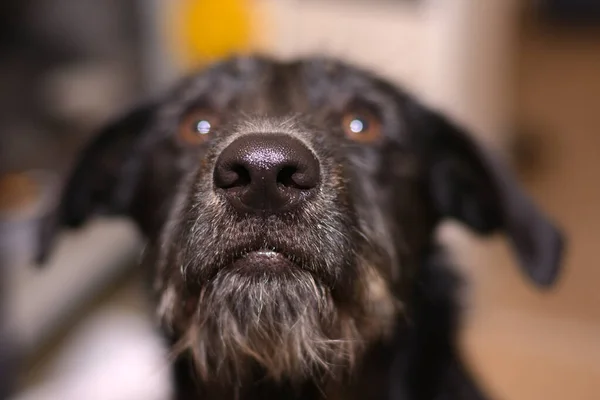 beautiful dog nose close up