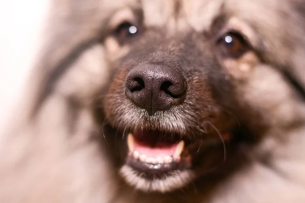 Belo nariz de cão close-up. keeshond — Fotografia de Stock