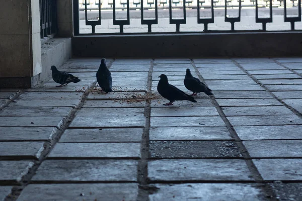 Un gruppo di piccioni che beccano le semole su lastre di pavimentazione in città — Foto Stock