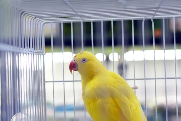 a yellow parrot sits on the bars of a cage