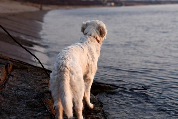 Golden retriever dog stands by the water and looks into the distance