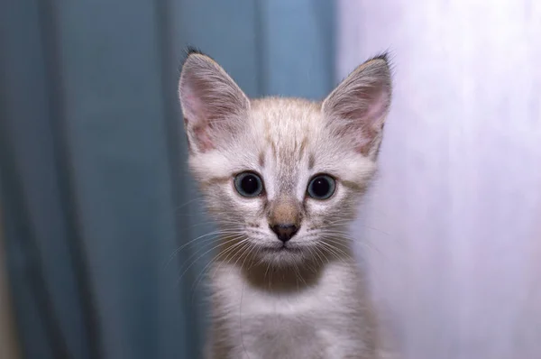 Retrato de um gatinho — Fotografia de Stock