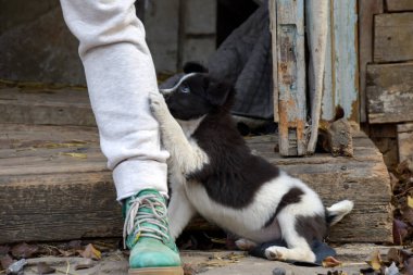 Evsiz köpek yavrusu bir adamdan onu eve götürmesini ister.