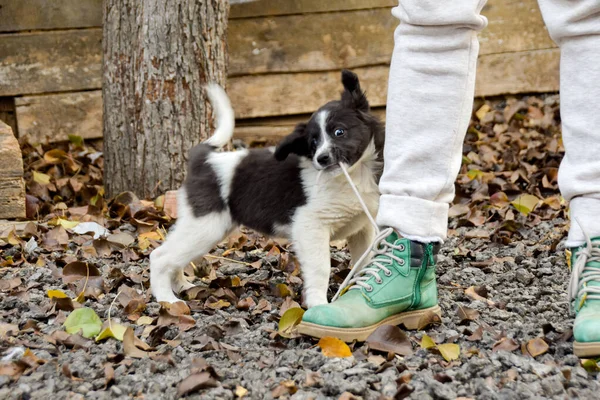 yaramaz yavru köpek ayakkabı bağcıklarını çeker