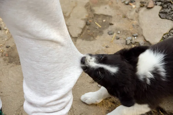 Cachorrinho impertinente puxa na perna da calça — Fotografia de Stock