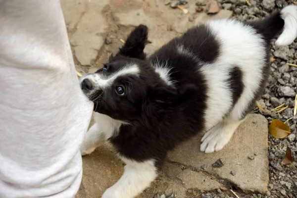 Cachorrinho impertinente puxa na perna da calça — Fotografia de Stock