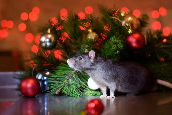 Noel ağacının altında sevimli bir fare. Doğu takviminde 2020 yılının sembolü — Stok fotoğraf