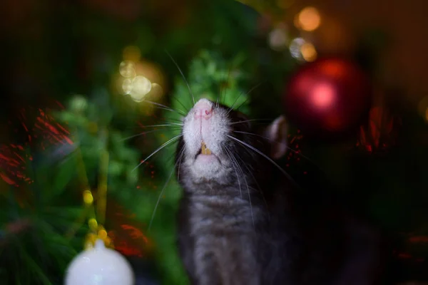 Roztomilá krysa zvedla hlavu. krysa sedí pod vánočním stromem — Stock fotografie