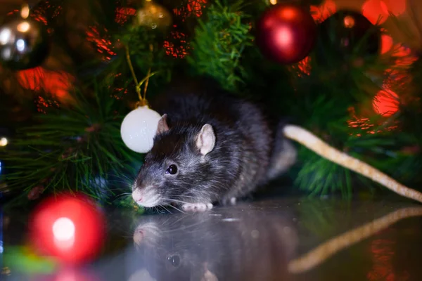 Rata linda bajo el árbol de Navidad. símbolo del nuevo año 2020 en el calendario oriental — Foto de Stock