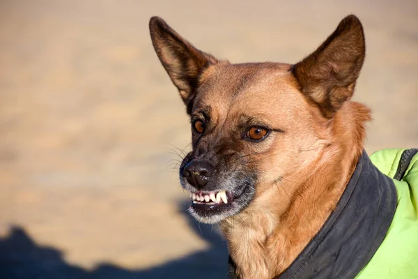 Hayvan gibi sırıtan bir köpek. Öfke ve çıplak dişler