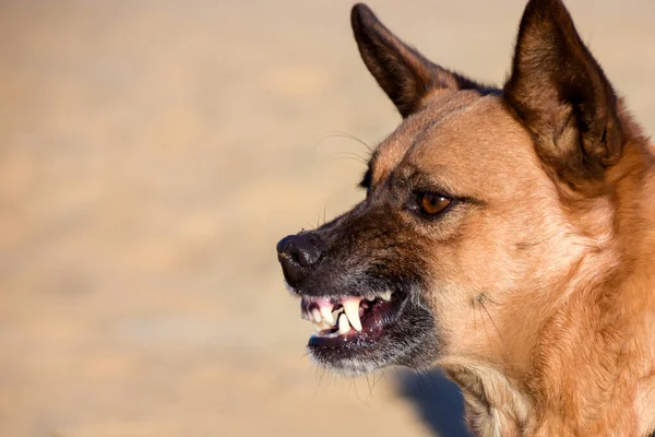 Hayvan gibi sırıtan bir köpek. Öfke ve çıplak dişler