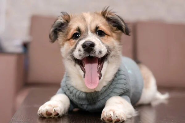 Cachorrito feliz en un suéter — Foto de Stock