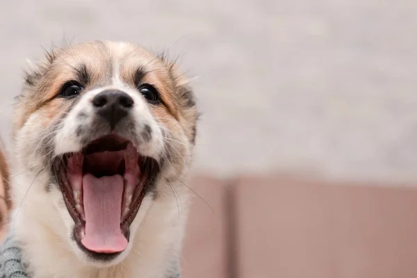 Pequeno filhote de cachorro feliz sorri amplamente — Fotografia de Stock