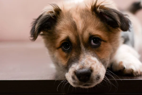 Olhar muito triste de um filhote de cachorro bonito — Fotografia de Stock
