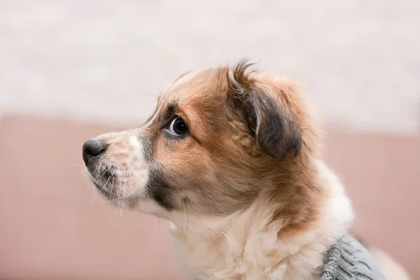 Retrato de perfil de um pequeno cachorrinho bonito — Fotografia de Stock