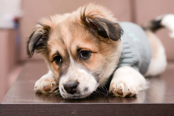 Cãozinho bonito está mentindo e triste. retrato de um cachorrinho — Fotografia de Stock