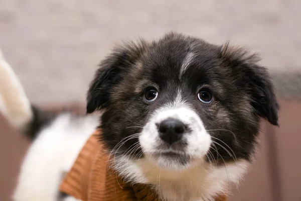 Portrait of a small beautiful puppy with pursed lips — Stockfoto