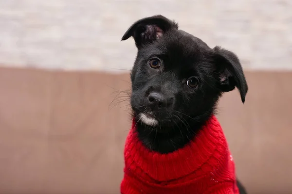 Cachorro preto em uma camisola vermelha com um olhar ingênuo — Fotografia de Stock