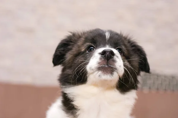 Retrato de un pequeño cachorro hermoso con labios fruncidos — Foto de Stock