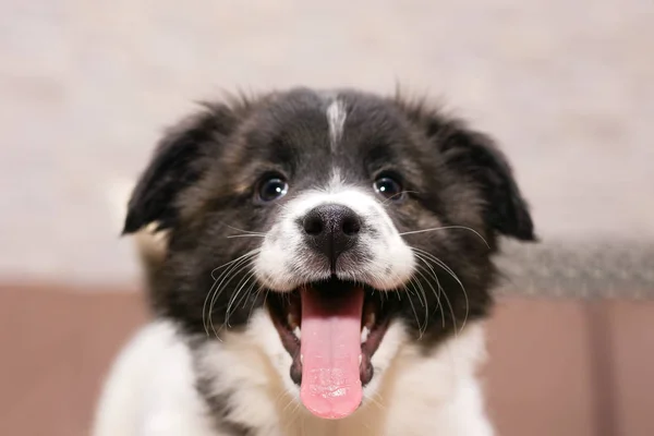 Portret van een kleine mooie ondeugende puppy — Stockfoto