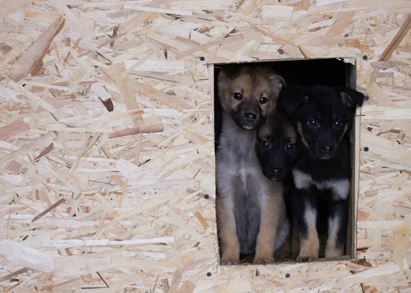 Filhotes de cachorro desabrigados estão sentados em uma cabine de madeira — Fotografia de Stock