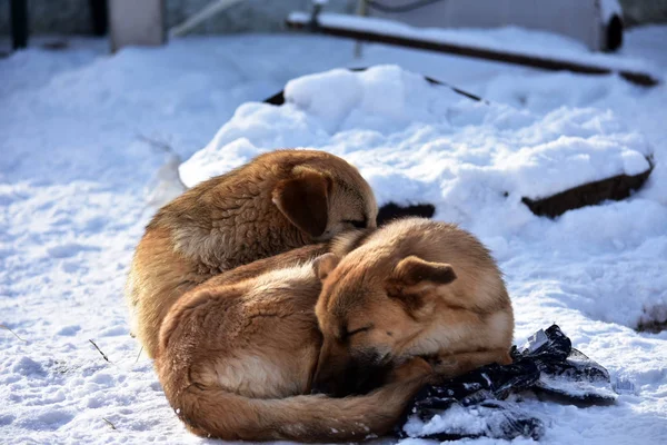 Sokak köpekleri karda donar. — Stok fotoğraf