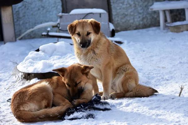 Sokak köpekleri karda donar. — Stok fotoğraf