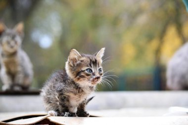 Kör evsiz kedi sokakta oturuyor.