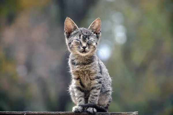 Cego sem-teto gatinho sentado na rua — Fotografia de Stock