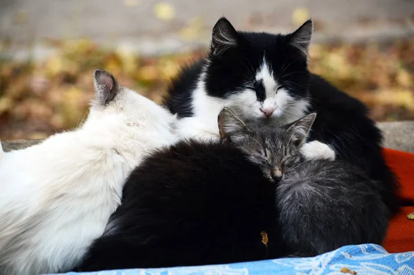 Gato sem-teto com gatinhos bask nos tubos de fornecimento de calor — Fotografia de Stock