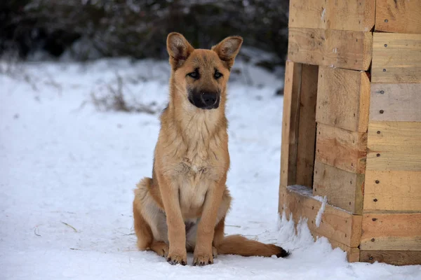 Zencefilli köpek kulübesinin yanındaki karda oturuyor. — Stok fotoğraf